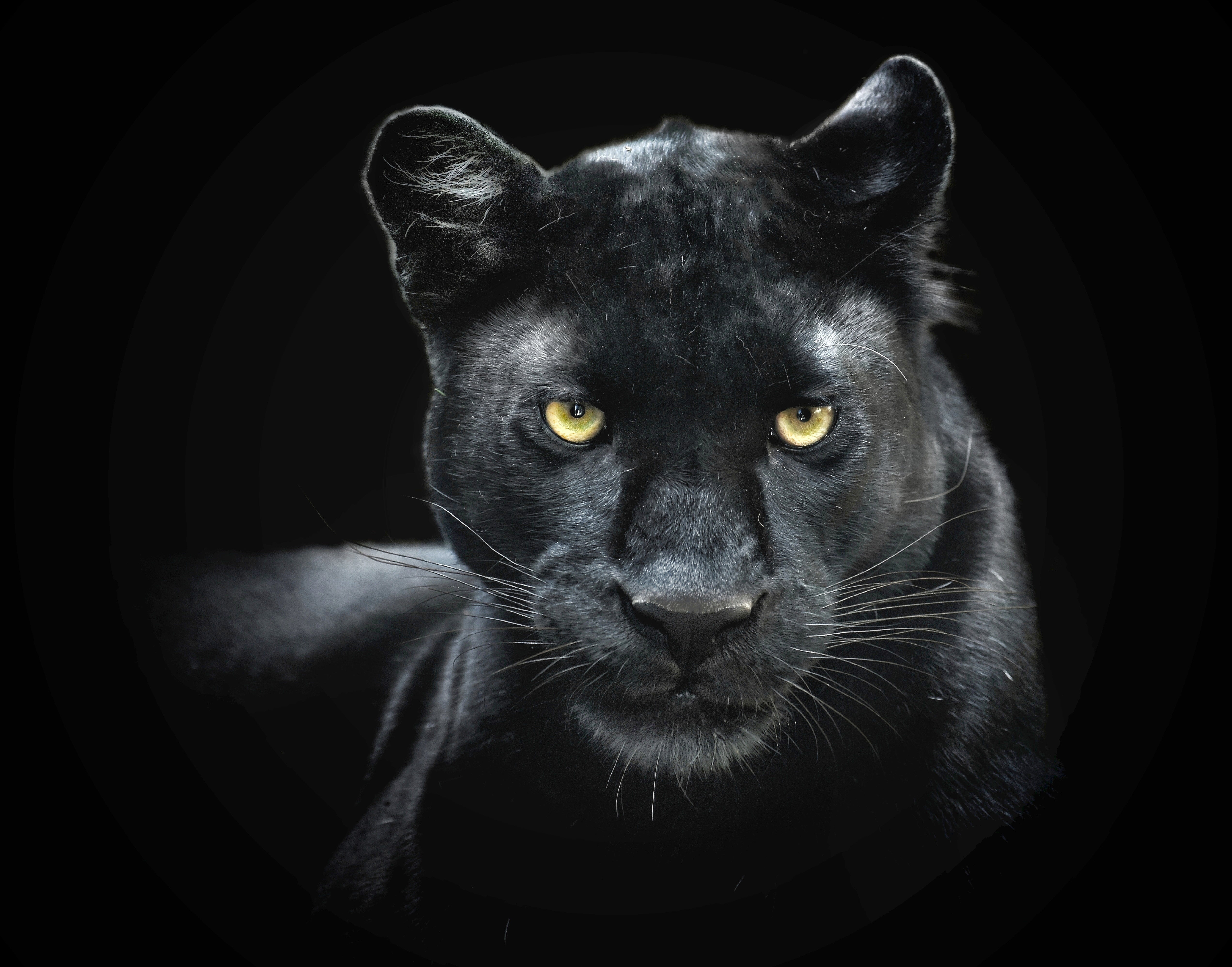 Cómo los mamíferos culturalmente significativos cuentan la historia de la ascensión social de los afroamericanos 2 1655822575 423 Como los mamiferos culturalmente significativos cuentan la historia de la