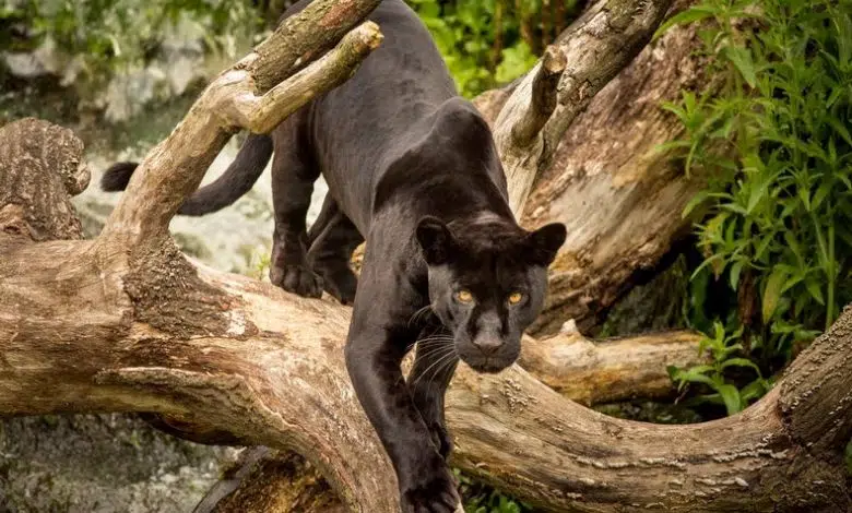 Cómo los mamíferos culturalmente significativos cuentan la historia de la ascensión social de los afroamericanos 1 Cómo los mamíferos culturalmente significativos cuentan la historia de la ascensión social de los afroamericanos