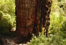 ¿Es este el árbol más antiguo del mundo?
