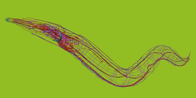 Mapeando el cerebro para entender la mente 2 El gusano redondo C. elegans.
