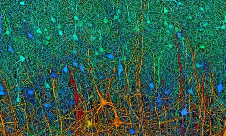 Mapeando el cerebro para entender la mente 1 Mapeando el cerebro para entender la mente