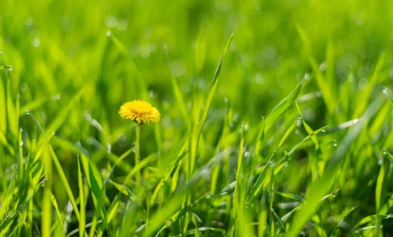 ¿Por qué es verde hierba? | Ciencia viva 1 ¿Por qué es verde hierba? | Ciencia viva