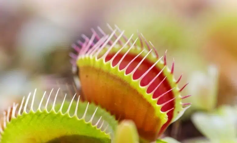 Neurona artificial cierra un atrapamoscas de Venus 1 Neurona artificial cierra un atrapamoscas de Venus