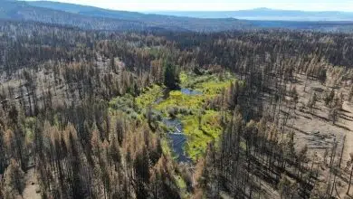 Las represas de castores ayudan a los ecosistemas devastados por los incendios forestales a recuperarse mucho después de que las llamas disminuyen 11 Las represas de castores ayudan a los ecosistemas devastados por los incendios forestales a recuperarse mucho después de que las llamas disminuyen