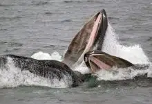 Para ver dónde ha estado una ballena, mira en su boca
