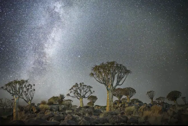 Aprenda a programar publicaciones de Instagram (¡y libere su tiempo para otras cosas!) 1 beth moon trees