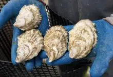 Auge de la producción de ostras de Maine