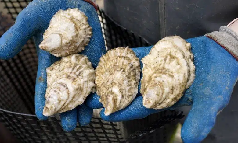 Auge de la producción de ostras de Maine 1 Auge de la producción de ostras de Maine
