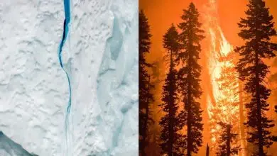 Cambio climático Si el hielo marino se derrite en el Ártico, ¿se queman los árboles en California? Un nuevo estudio vincula la disminución del hielo marino con el aumento del clima de incendios forestales en el oeste de EE. UU. 19 de mayo de 2022 — Emily Schwing