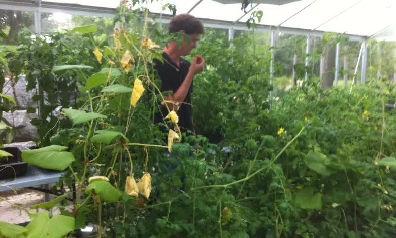 Cómo hacer crecer raíces en el aire. 1 Cómo hacer crecer raíces en el aire.