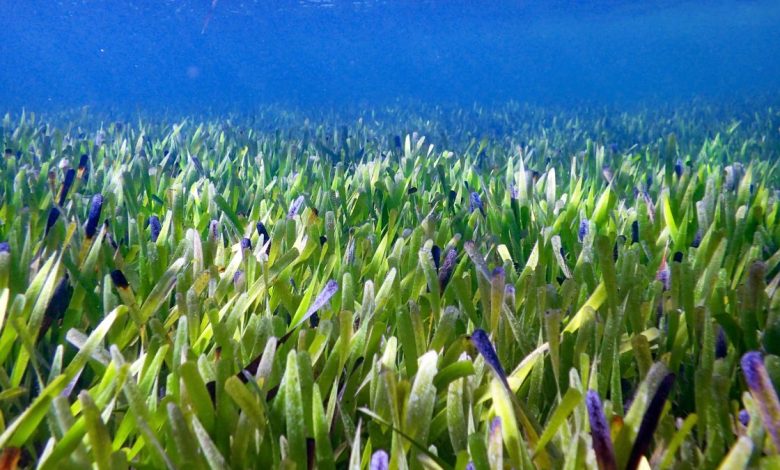 El clon más grande del mundo es un prado 'inmortal' de algas marinas de 77 millas cuadradas