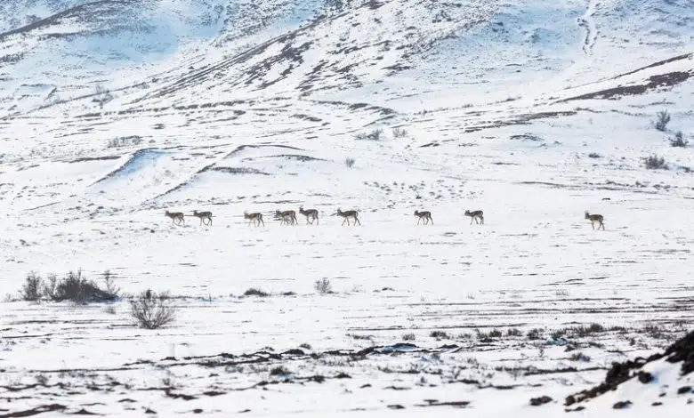Gazelle recorrió la distancia de casi la mitad de la circunferencia de la Tierra en cinco años 1 Gazelle recorrió la distancia de casi la mitad de la circunferencia de la Tierra en cinco años
