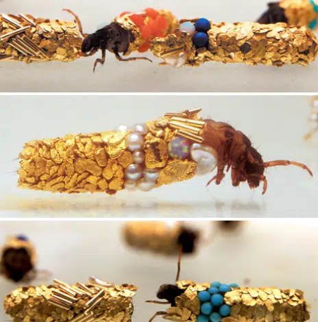 Joyas biológicas que ayudan al planeta y lucen bien 1 caddisfly live jewels