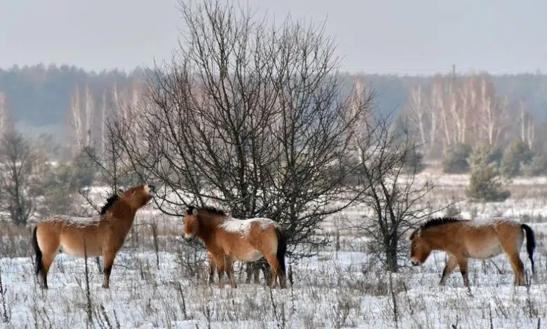 La captura rusa de la planta nuclear de Chernobyl en Ucrania amenaza la investigación futura 1 La captura rusa de la planta nuclear de Chernobyl en Ucrania amenaza la investigación futura