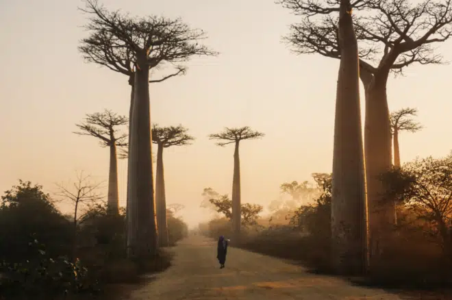 La docena salvaje y por qué deberías preocuparte por estas plantas 1 baobabs, Madagascar, were a primary leafy green food for people centuries ago
