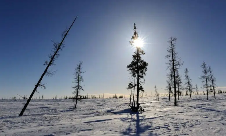 La tundra siberiana podría desaparecer en menos de 500 años 1 La tundra siberiana podría desaparecer en menos de 500 años