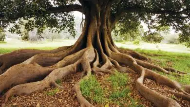 Los árboles perforan el lecho rocoso profundo en busca de agua con sorprendente frecuencia 7 Los árboles perforan el lecho rocoso profundo en busca de agua con sorprendente frecuencia