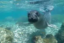 Los bigotes que se mueven ayudan a las focas hambrientas a cazar en la oscuridad