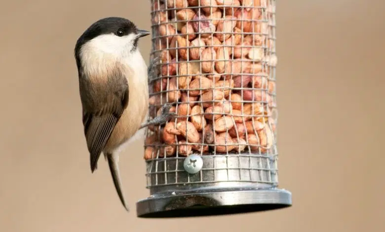 Los comederos para pájaros son buenos para algunas especies, pero posiblemente malos para otras 1 Los comederos para pájaros son buenos para algunas especies, pero posiblemente malos para otras