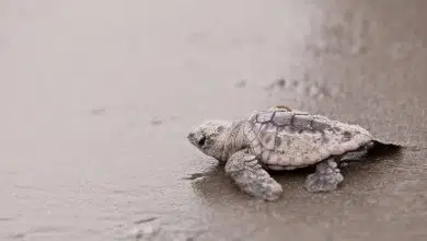 Restaurar el número de tortugas marinas también restauró su ecosistema