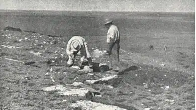 'Tesoro oculto' fósil perdido redescubierto después de 70 años