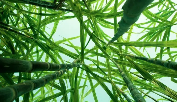 10 empresas israelíes de tecnología limpia se dirigen a California 1 10 empresas israelíes de tecnología limpia se dirigen a California