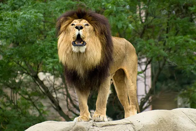 14 leones enfermos asesinados en zoológico de Irán 1 14 leones enfermos asesinados en zoológico de Irán