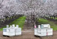 Los sensores en colmena podrían ayudar a las colonias de abejas enfermas