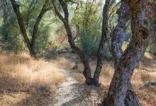 Paseos por la naturaleza del Parque Nacional, episodio 8: Los robles azules de Sequoia