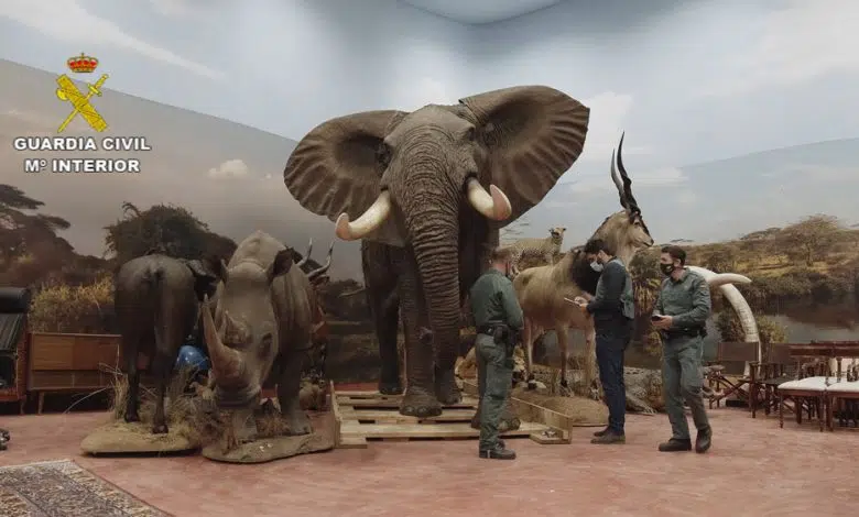 La Policía española incauta 1.090 animales disecados, entre especies protegidas 1 La Policía española incauta 1.090 animales disecados, entre especies protegidas