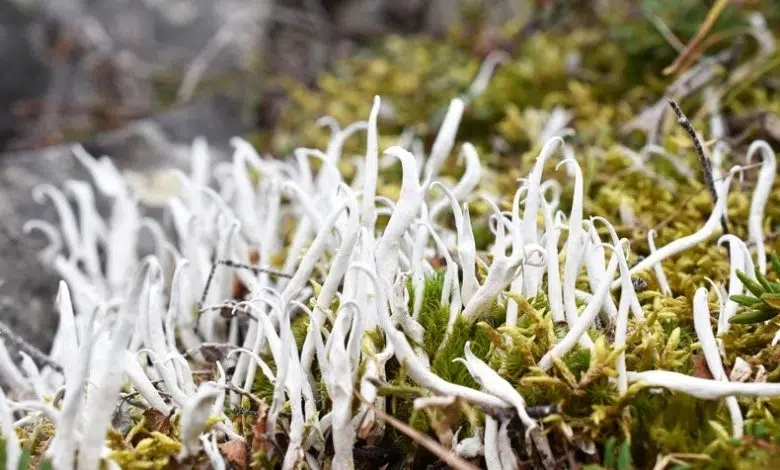 Los líquenes pueden tardar más de un millón de años en adaptarse al cambio climático 1 Los líquenes pueden tardar más de un millón de años en adaptarse al cambio climático
