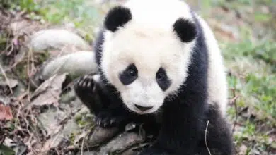 La conservación del panda gigante también ayuda a otras especies únicas en China