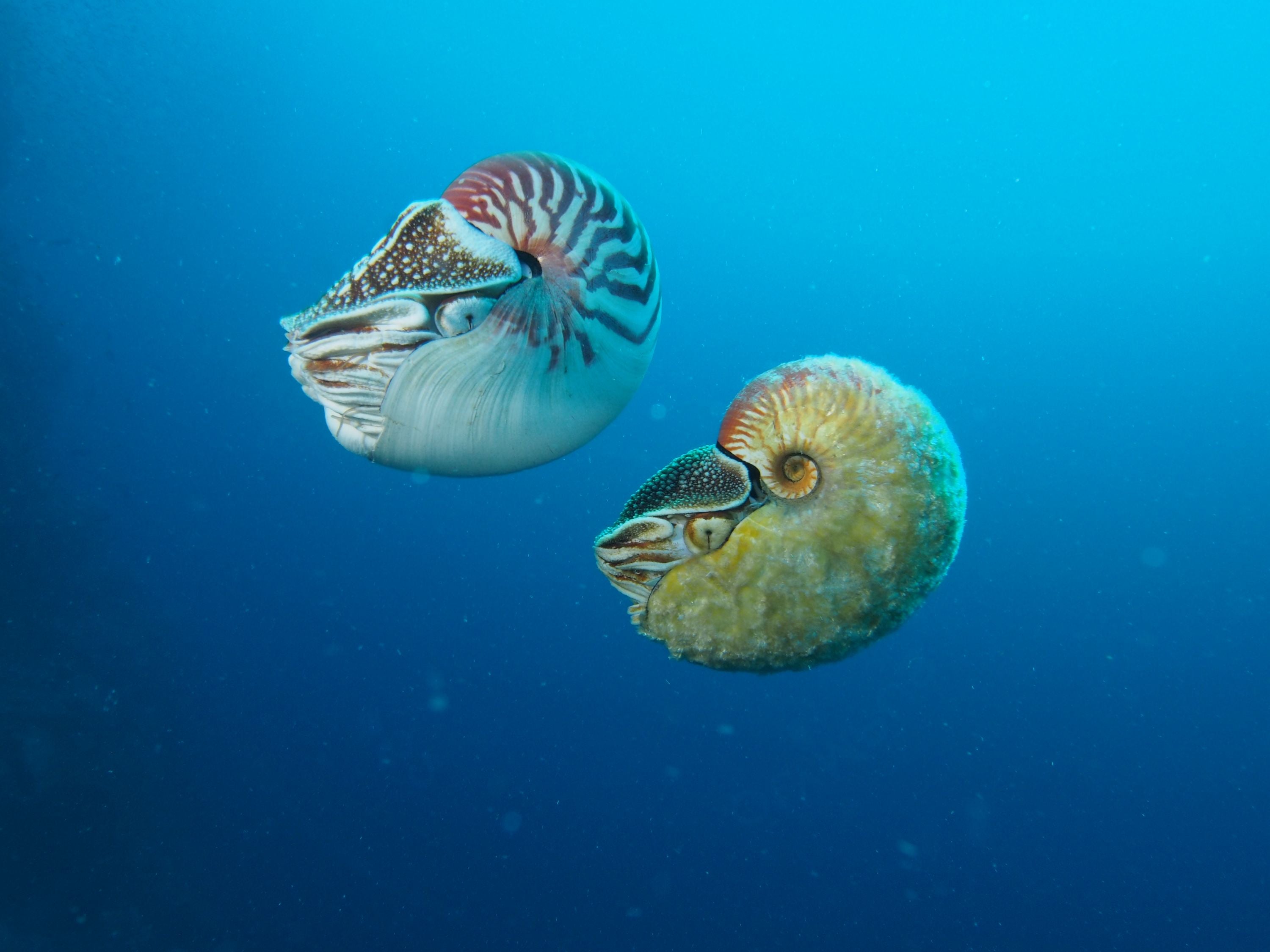 Este nautilus dorado y esponjoso no se ha visto en más de 30 años. 2 1658980231 833 Este nautilus dorado y esponjoso no se ha visto en