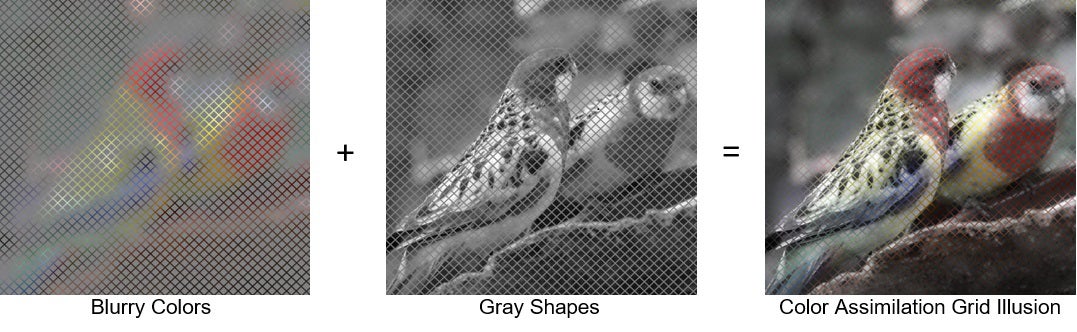 True Colors Shine - Red de blogs de Scientific American 3 1659145336 962 True Colors Shine Red de blogs de Scientific American