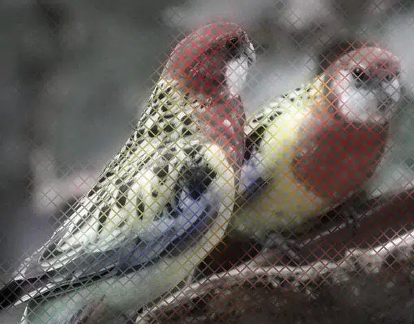 True Colors Shine - Red de blogs de Scientific American 1 True Colors Shine - Red de blogs de Scientific American