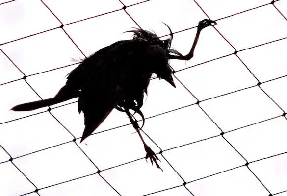 "Aflockalypse Now" Bird Deaths y HAARP Death Rays 1 Haarp bird death