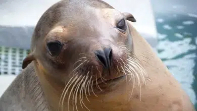 Algas tóxicas que causan daño cerebral en leones marinos a lo largo de la costa de California