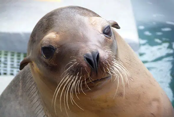 Algas tóxicas que causan daño cerebral en leones marinos a lo largo de la costa de California 1 Algas tóxicas que causan daño cerebral en leones marinos a lo largo de la costa de California