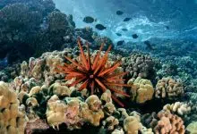 Algunas buenas noticias sobre los corales y el cambio climático