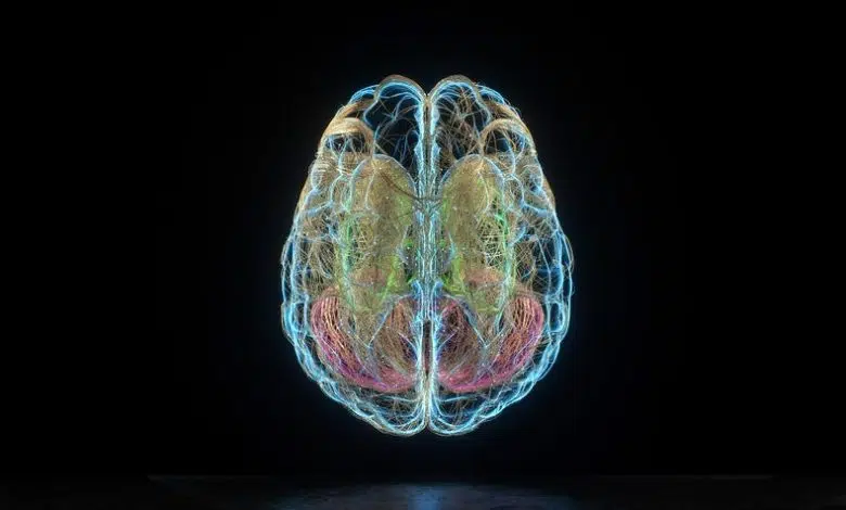 Ambos lados del cerebro están ocupados en el aprendizaje de nuevos idiomas 1 Ambos lados del cerebro están ocupados en el aprendizaje de nuevos idiomas