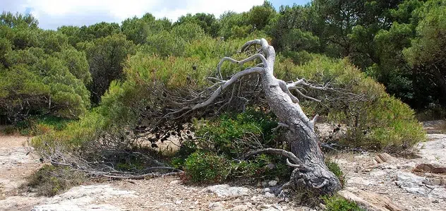 Árboles que no pueden soportar el cambio climático 1 Árboles que no pueden soportar el cambio climático