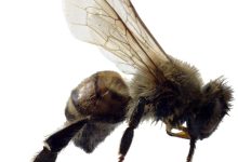 Cerámica de la Edad de Piedra revela signos de apicultura