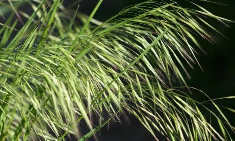 Cheatgrass invasivo se propaga bajo las luces de la ciudad 1 Cheatgrass invasivo se propaga bajo las luces de la ciudad