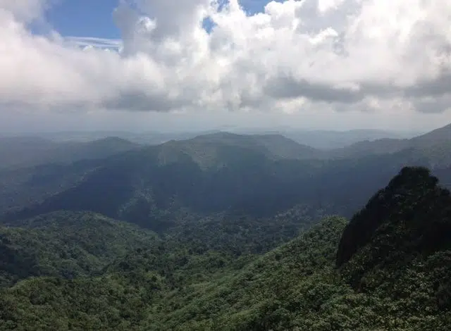 Cómo están respondiendo los bosques a la amenaza del calor extremo en 2100 1 Cómo están respondiendo los bosques a la amenaza del calor extremo en 2100
