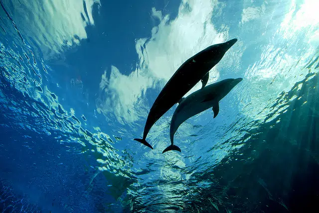 Delfines nariz de botella en piscinas egipcias importadas de 'El Golfo' 1 the-cove-dolphins-egypt