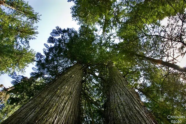 Ecologista marroquí se enfrenta a dos años de prisión por árboles 1 cedar trees in turkey