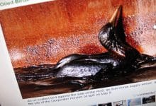 oil bird gulf spill
