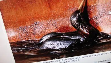 oil bird gulf spill