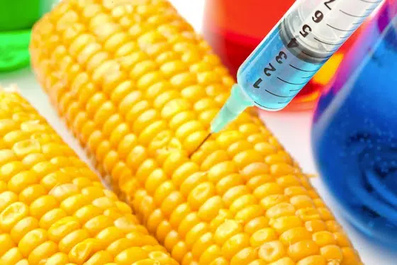 Egipto se resiste al maíz genéticamente modificado de Monsanto 1 GMO, Monsanto, Egypt, transgenic crops, genetically modified food