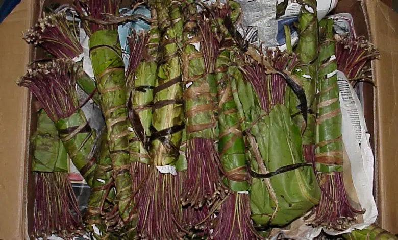 El Medio Oriente y la Adicción: ¿Se Ha Ignorado? 1 narcotics, drugs, khat, Yemen, Israel, food, health